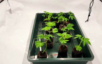 Cannabis-Stecklinge schneiden und klonen: Eine Anleitung für den erfolgreichen Anbau von Cannabis