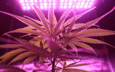 Noch in diesem Jahr soll der Anbau von Cannabis legalisiert werden