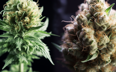Sativa vs. Indica: What are the differences?